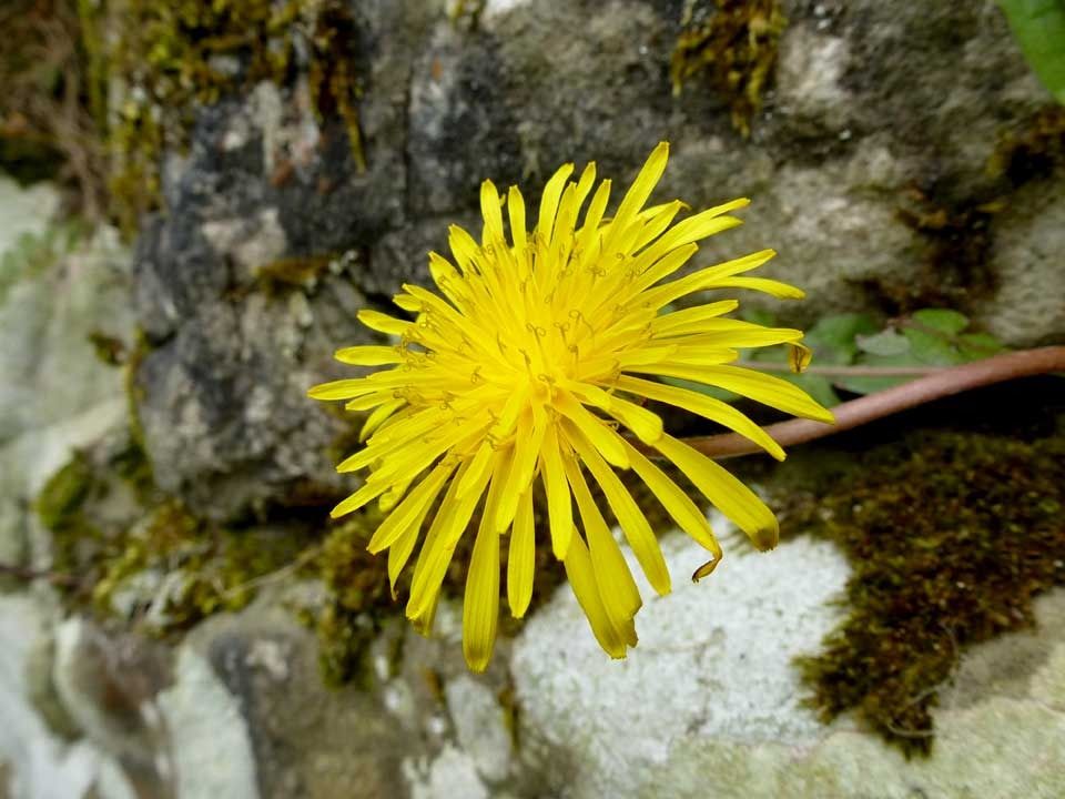 dandelion