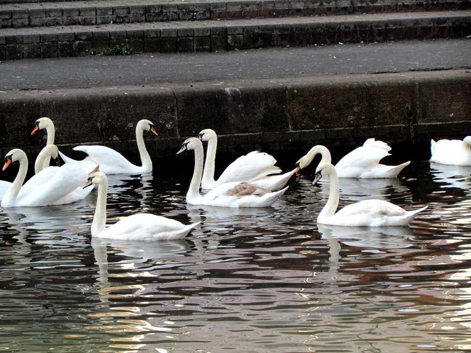 swan colony River Soar Leicester