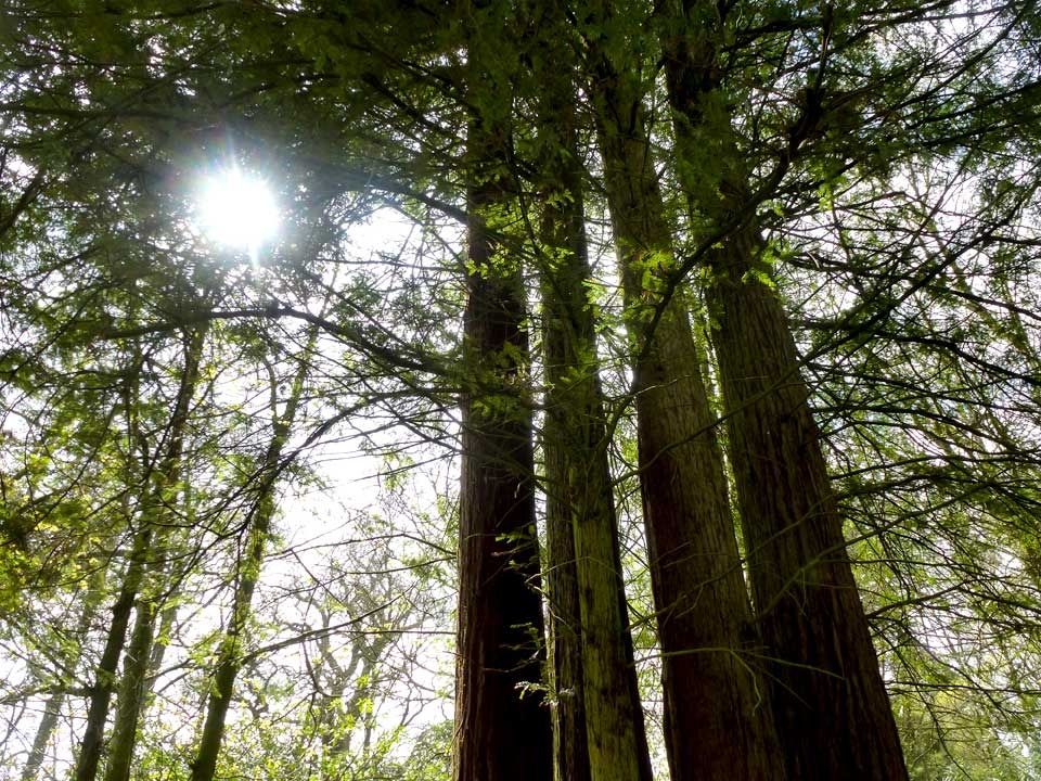 pine trees