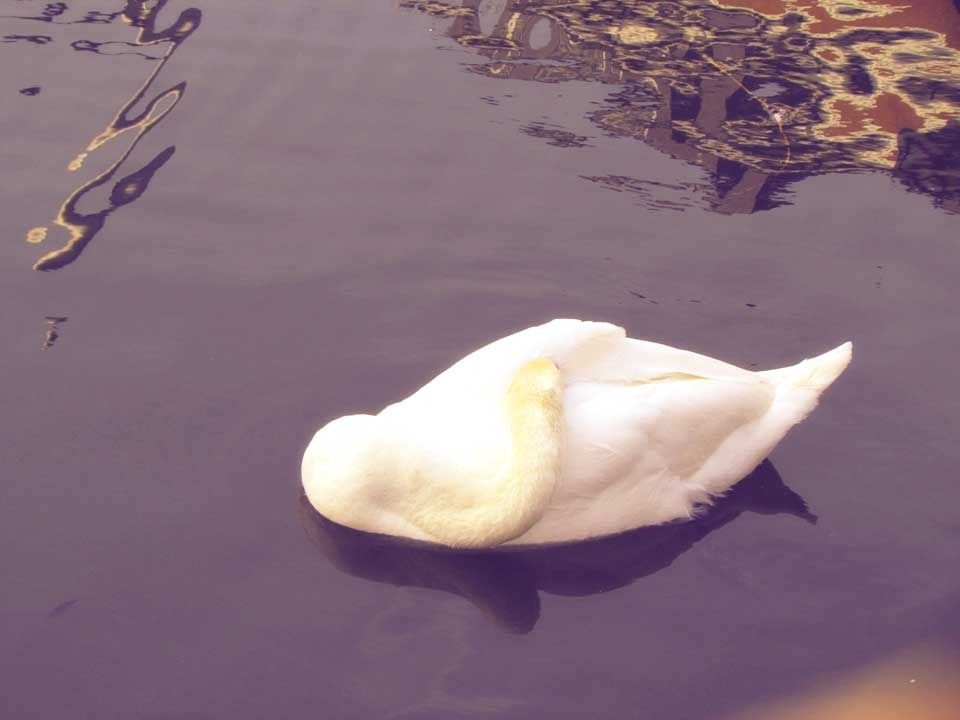sleeping-swan