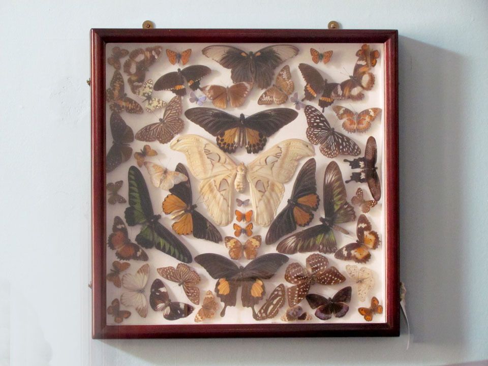 butterfly collection