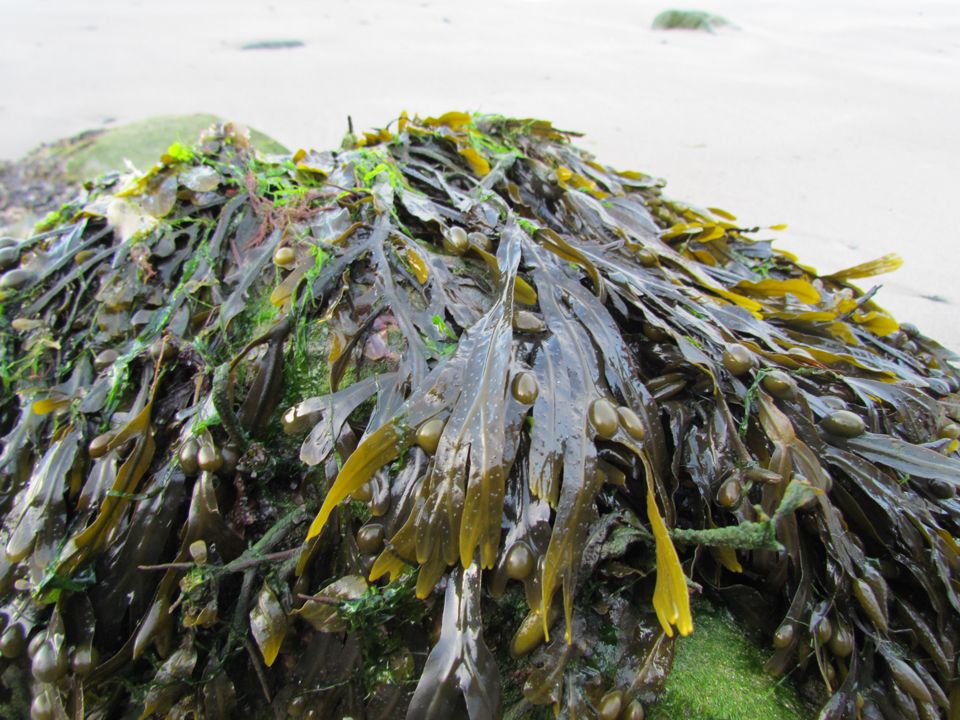bladderwrack