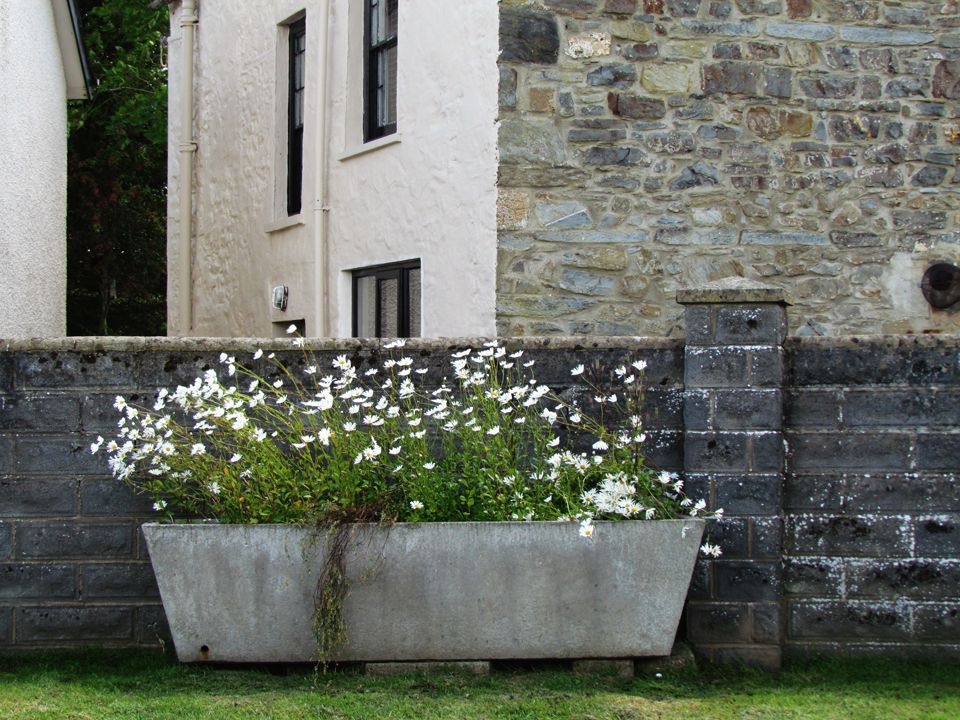 trough of white daisies