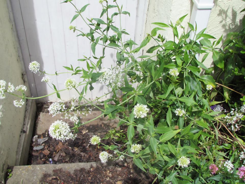 white valerian