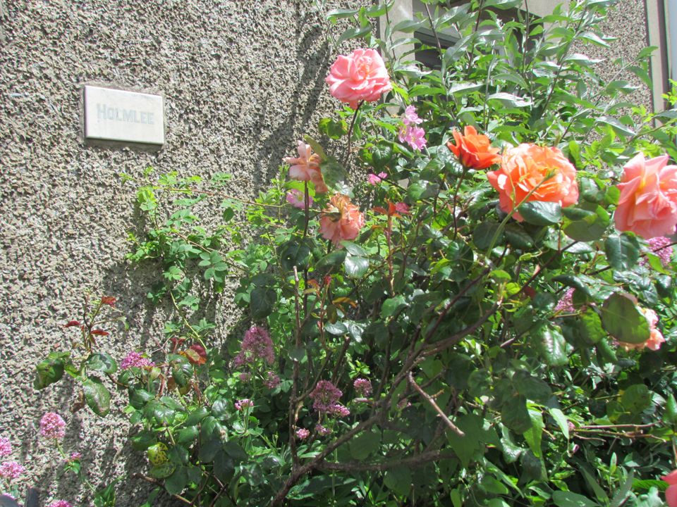 roses around a Welsh terraced house