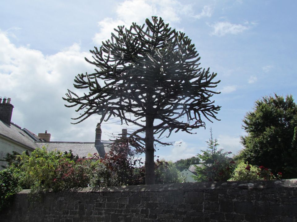 monkey puzzle tree