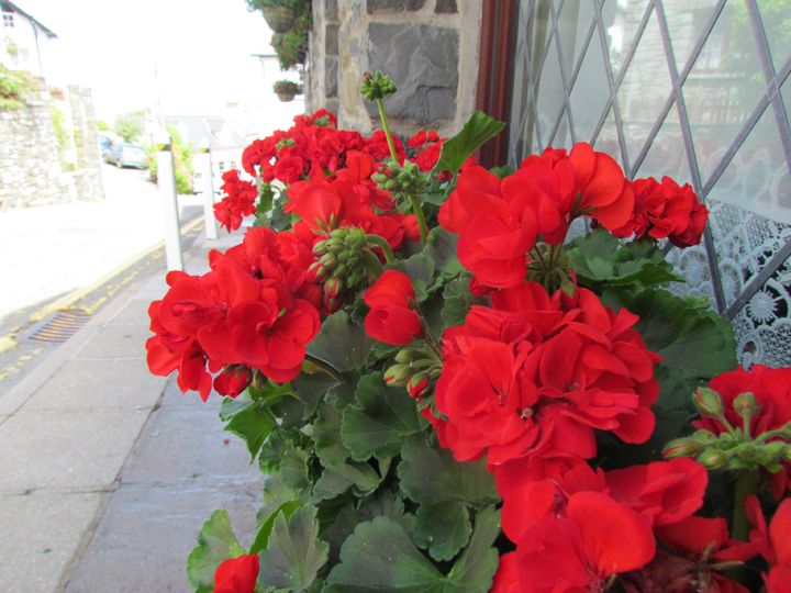 red geranium window boxes