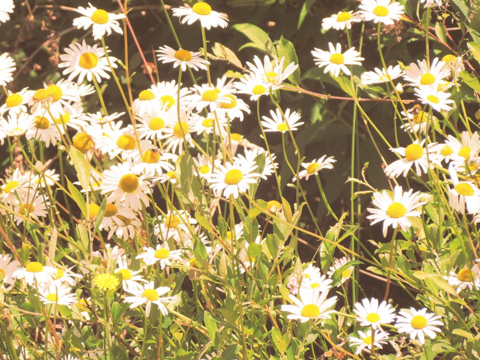 daisies
