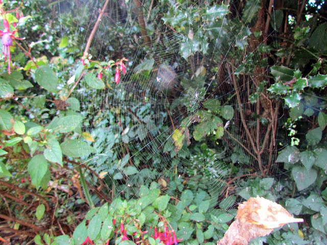 spider's web
