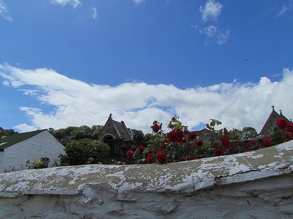 roses on a white washed wall