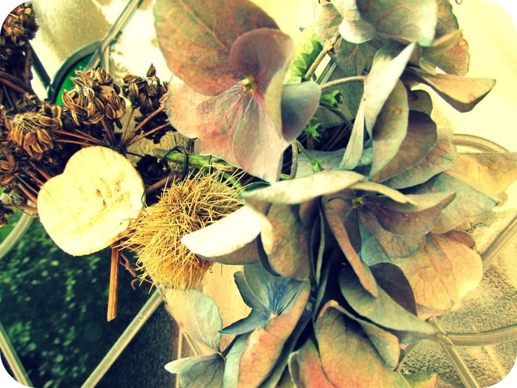 Hydrangea laces Photobucket