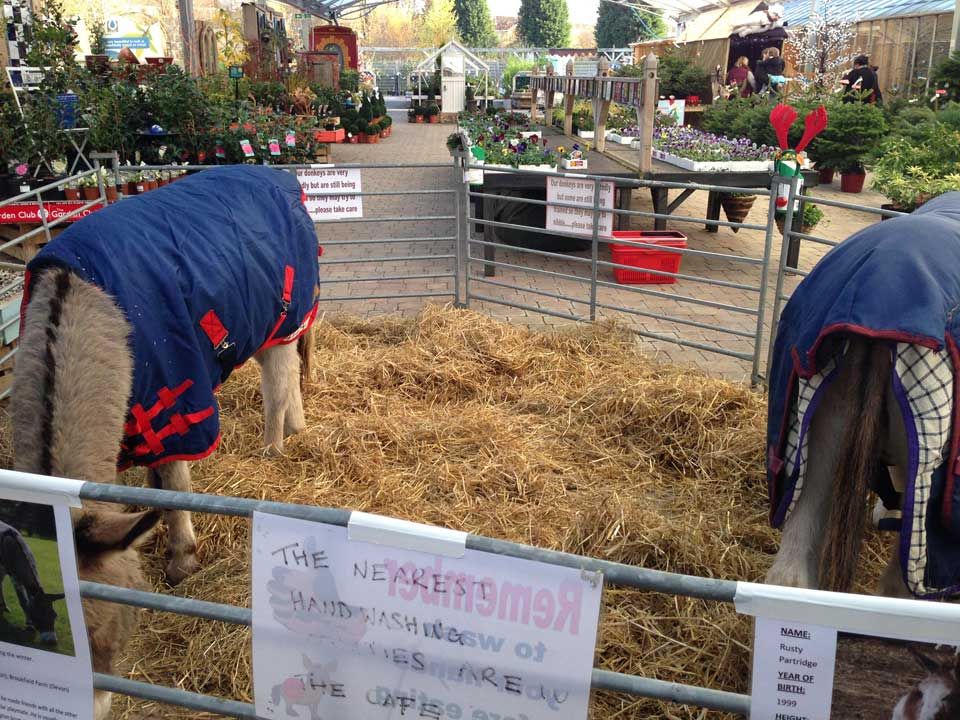 Christmas donkeys