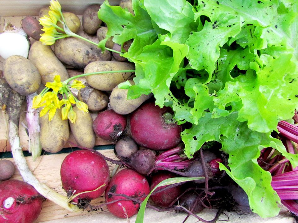 mini allotment harvest
