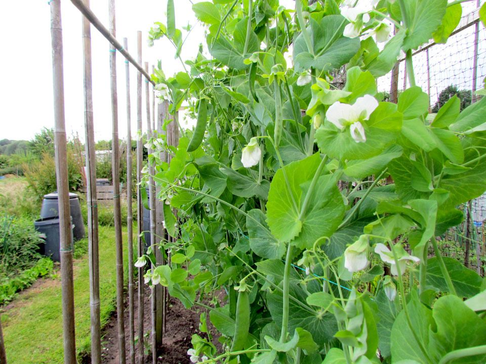 peas growing
