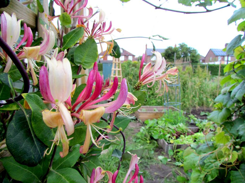 honeysuckle