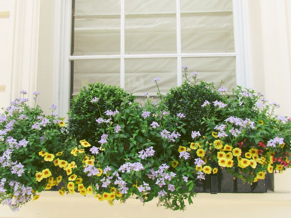 summer window box
