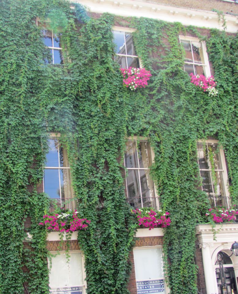 climber covered building