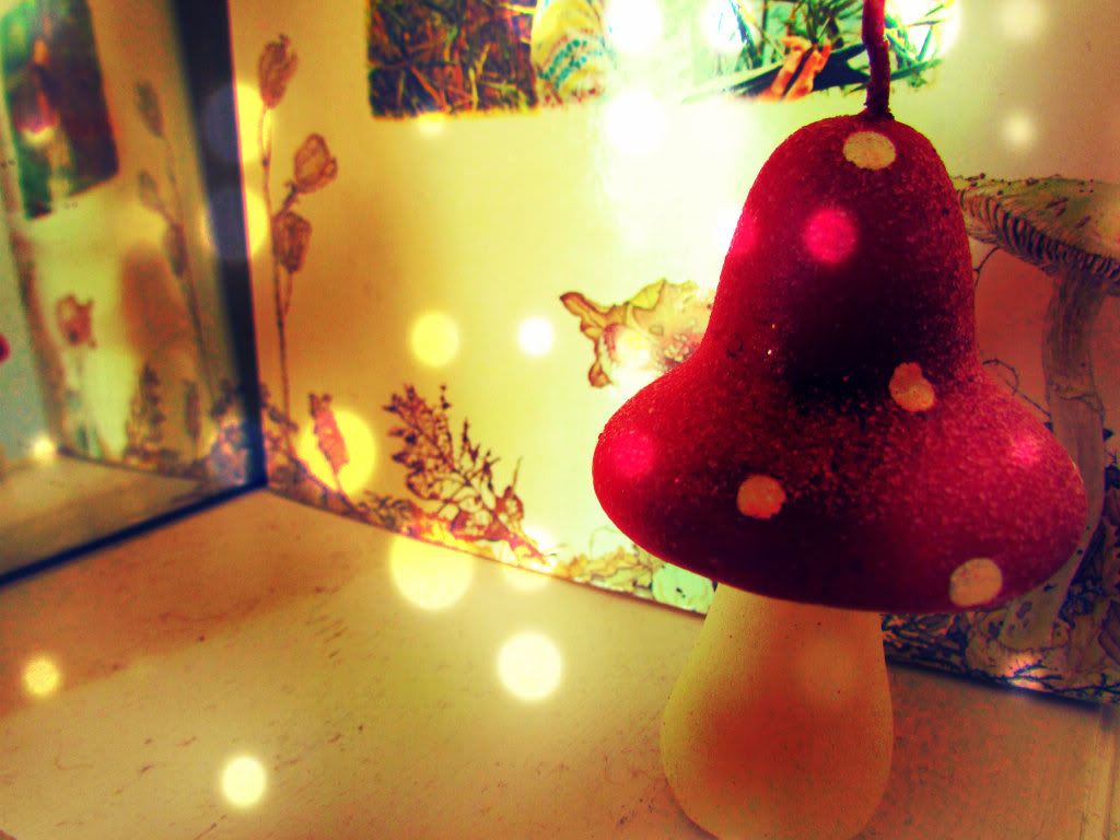 Toadstool Toadstool