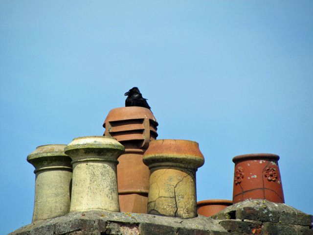 crow on chimney pots