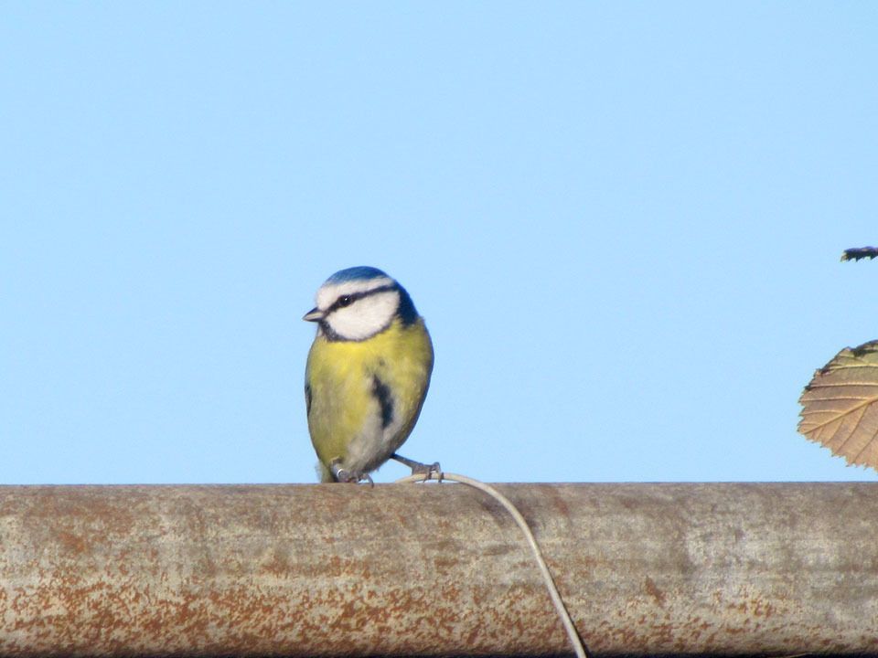 blue tit
