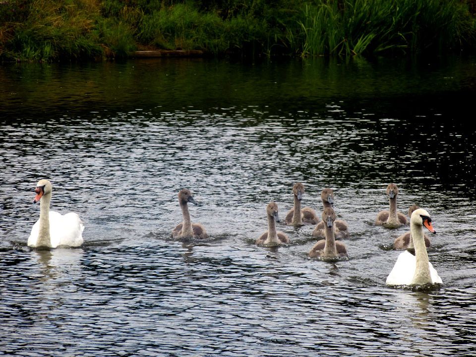 cygnets