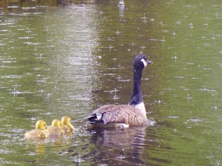 Canada goose and goslings swimming