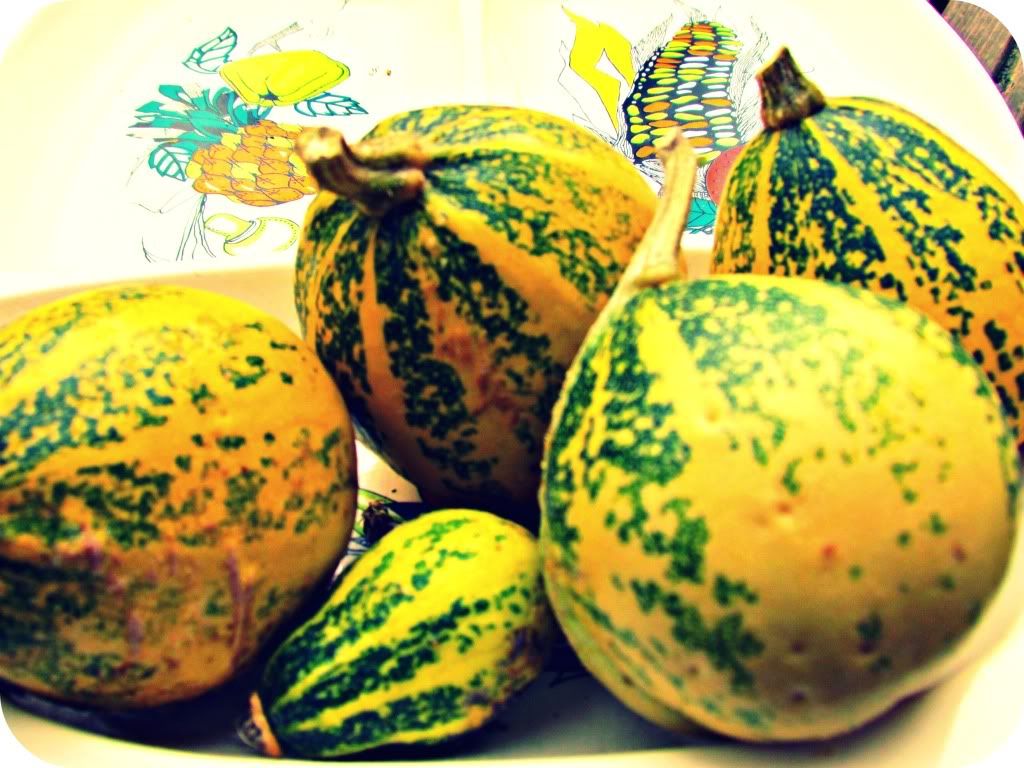 Pear Gourds