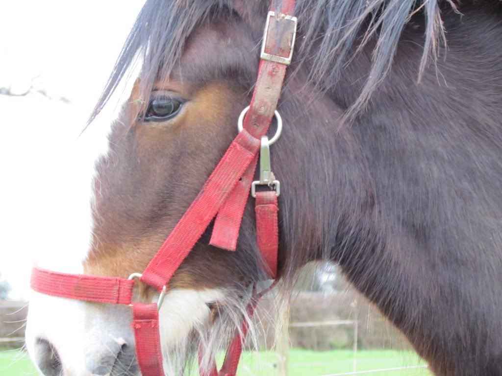 Brown Shire Horse