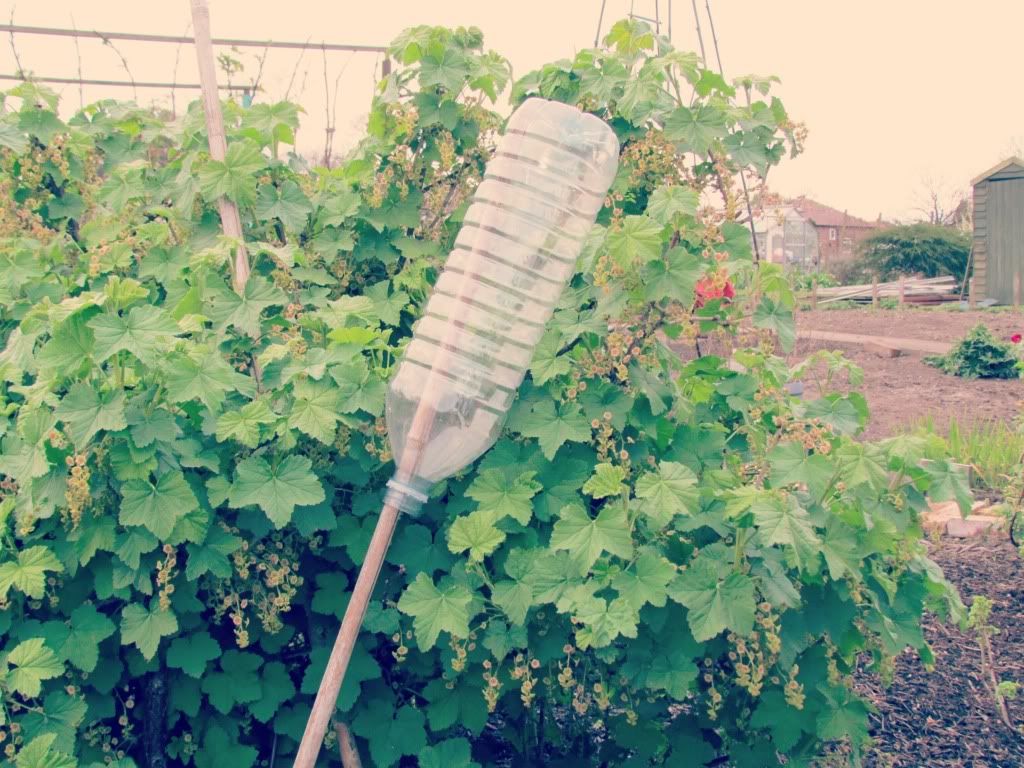 Soft Fruit Bushes