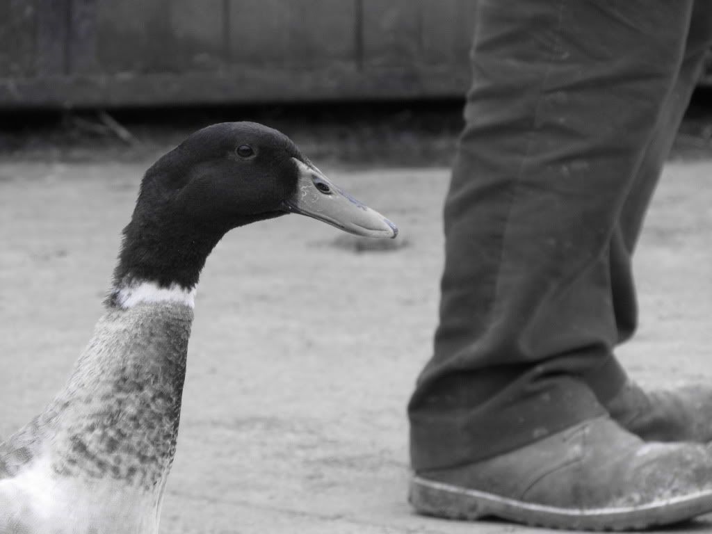 Quack
