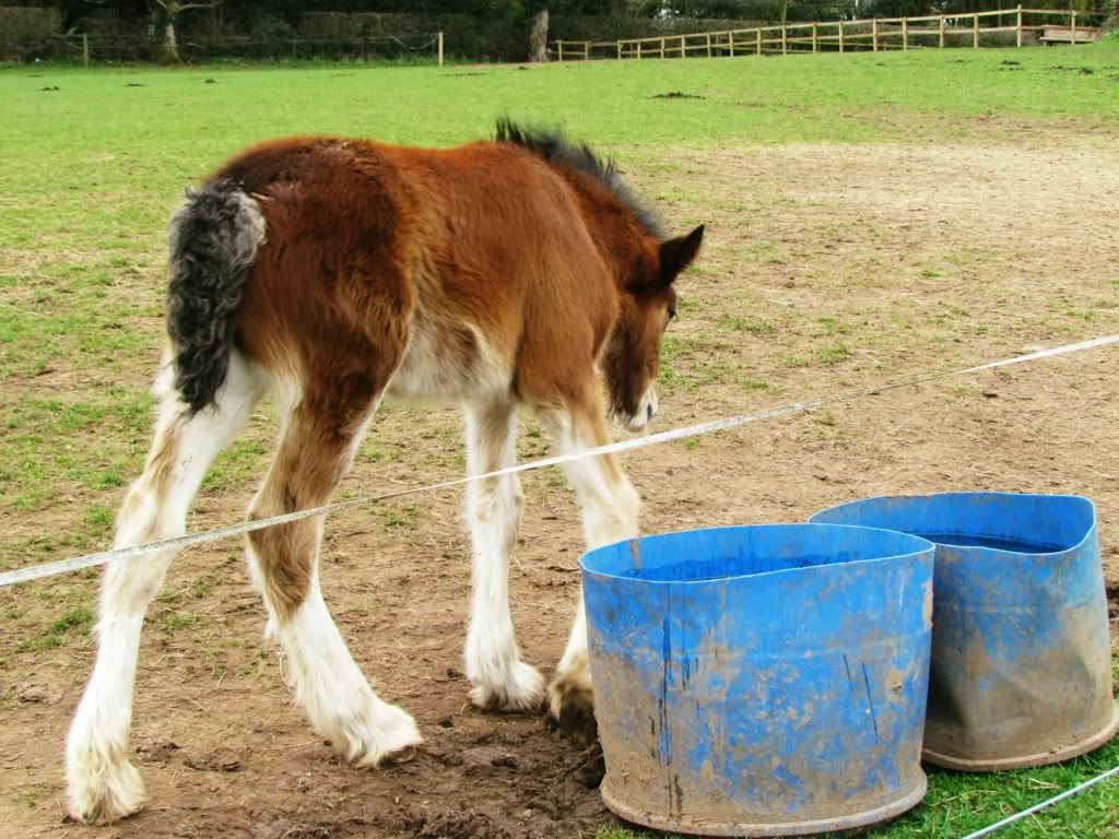 Shire Horse Foal