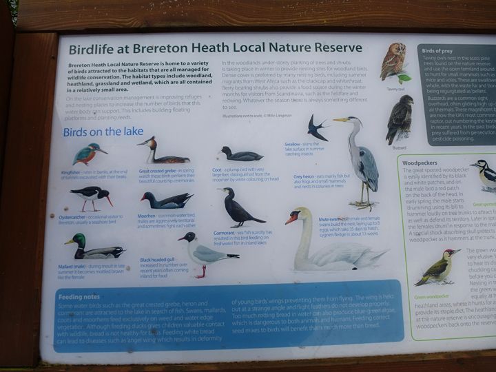 Brereton Heath bird life