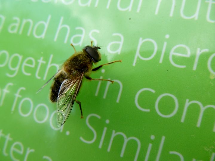 bee