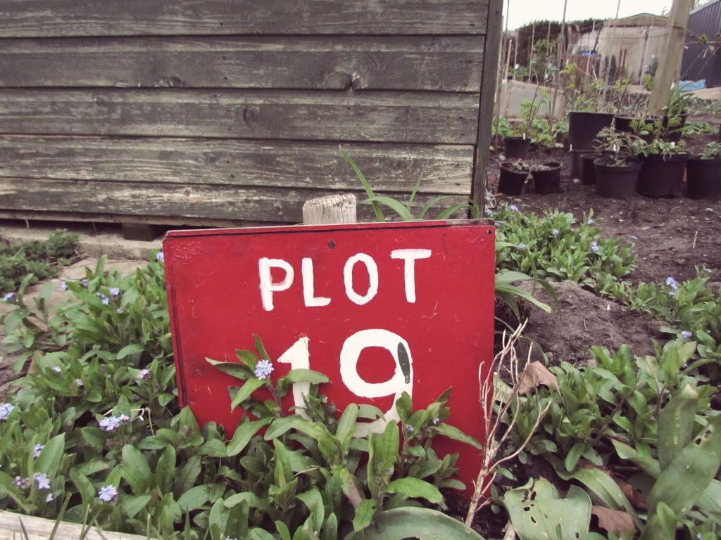 Allotment in the Springtime