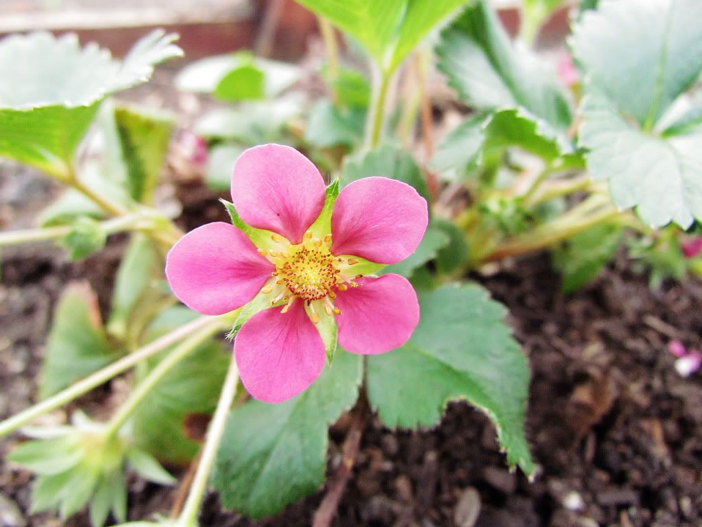 Flowering Strawberry Plant