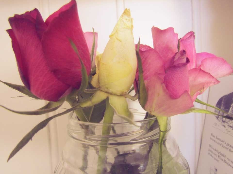 fading-roses