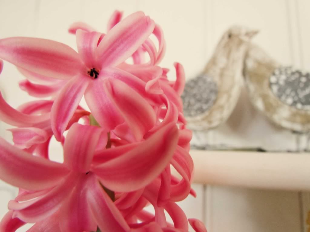 Hyacinth