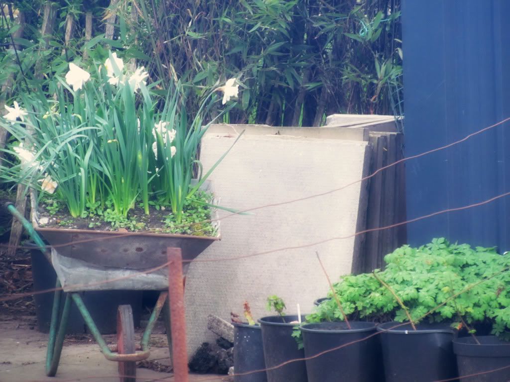 Daffodils in Wheelbarrow