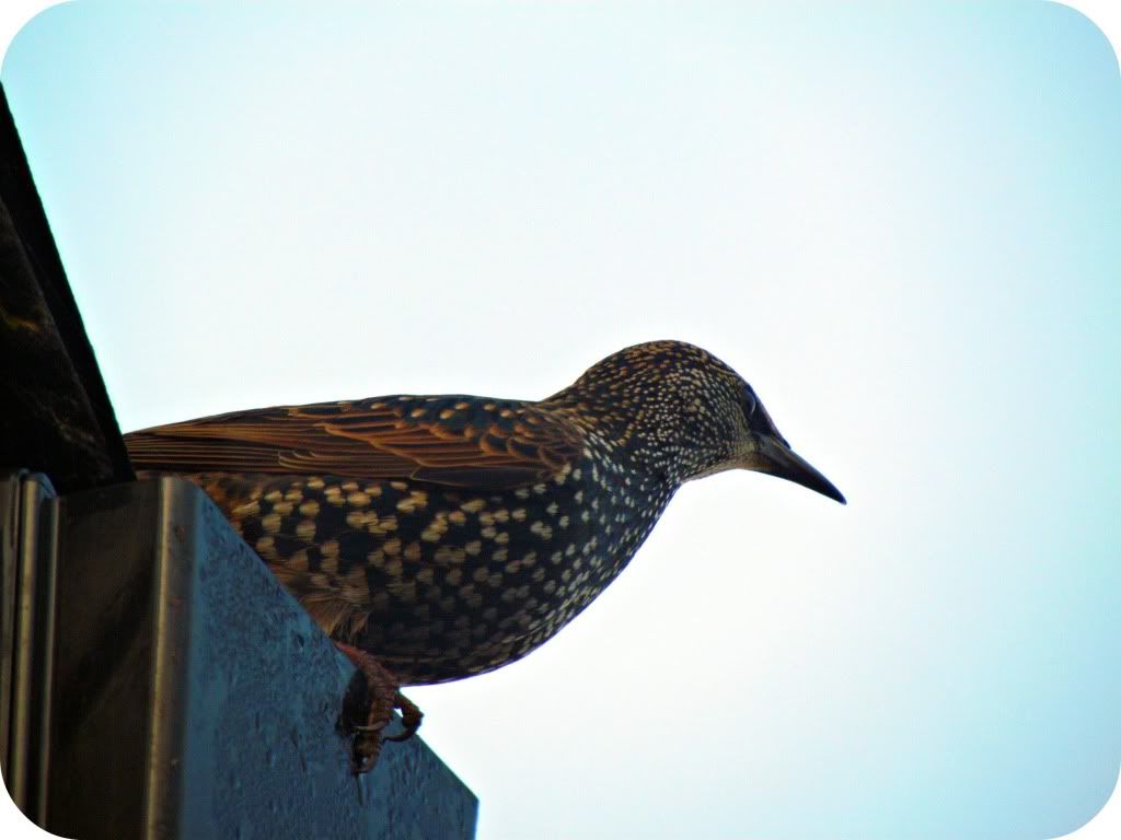 starling