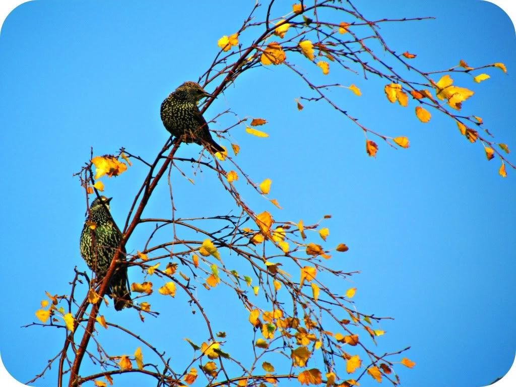 Starlings in tree