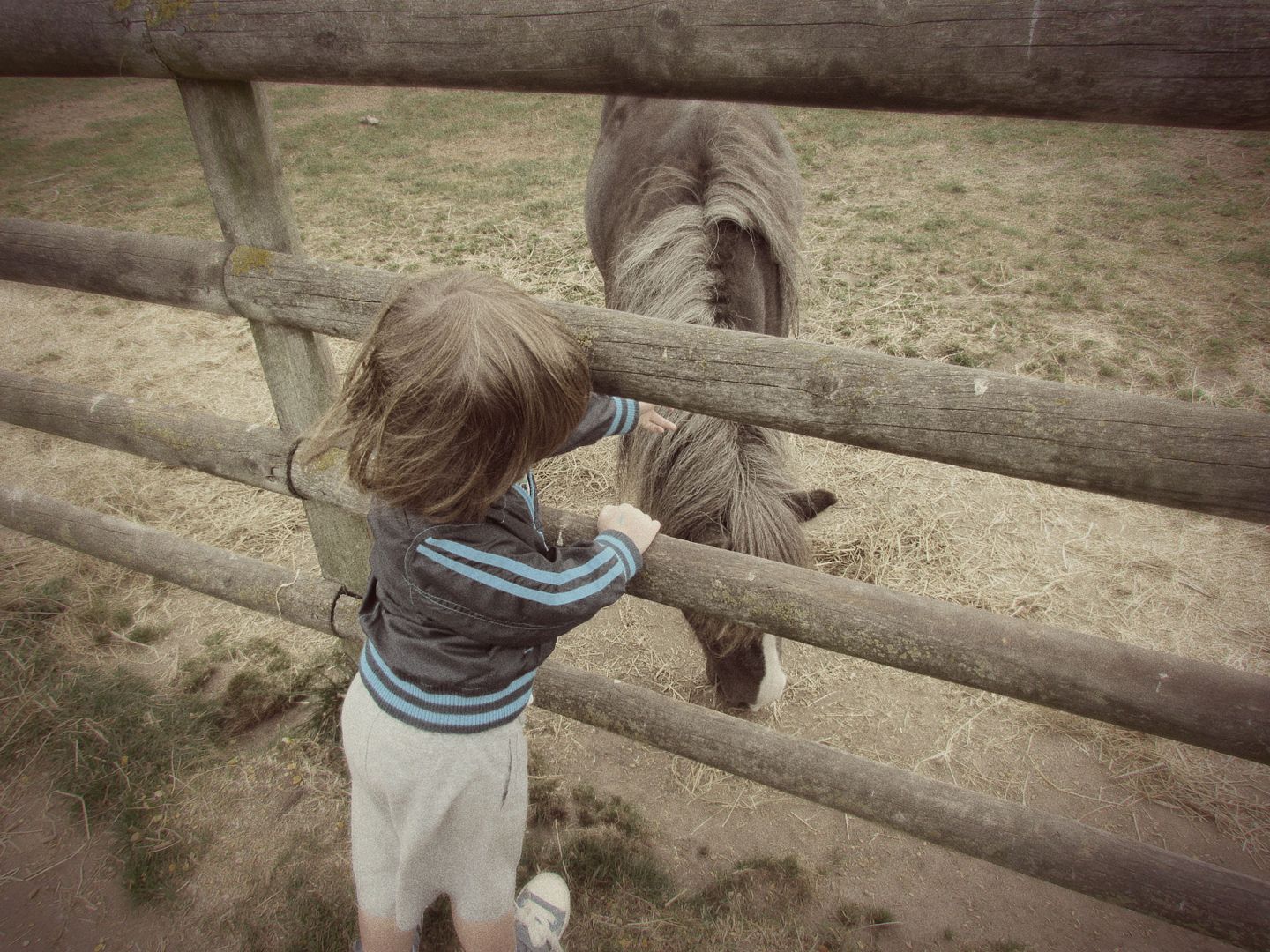 pony petting