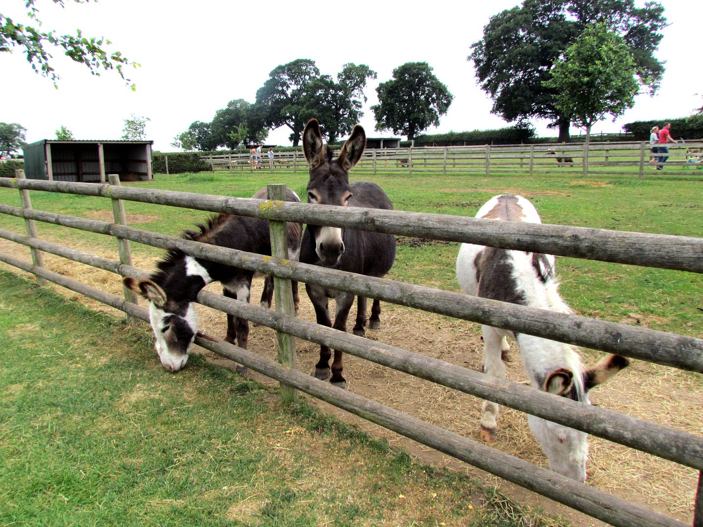 Donkeys