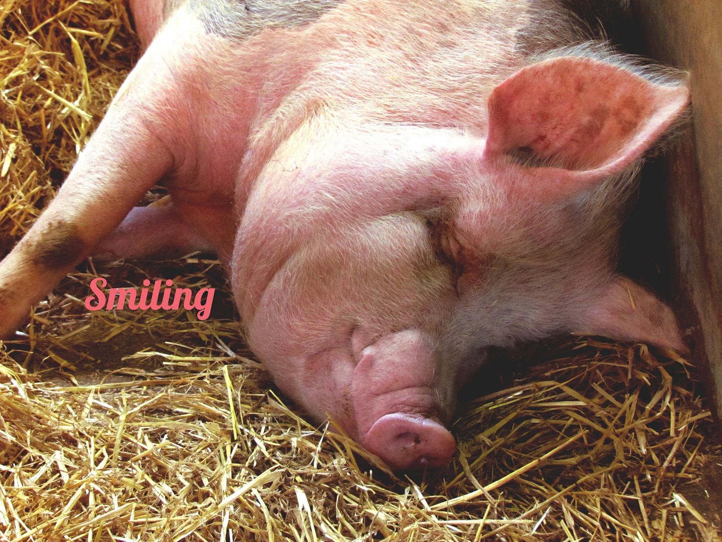 sleepy smiling pig