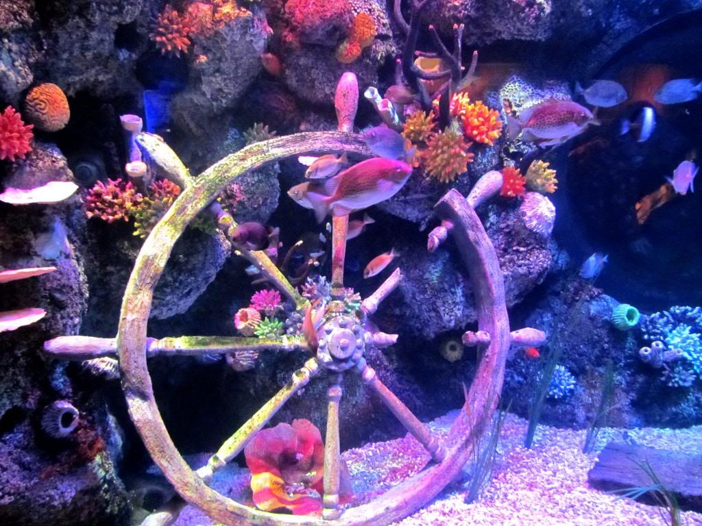 Tropical Fish