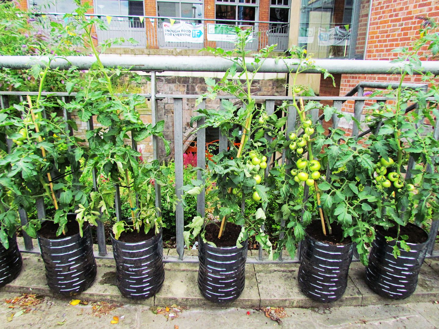 Tomatoes growing in the city