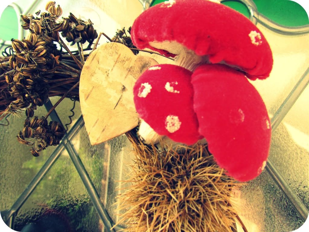 Toadstools Photobucket
