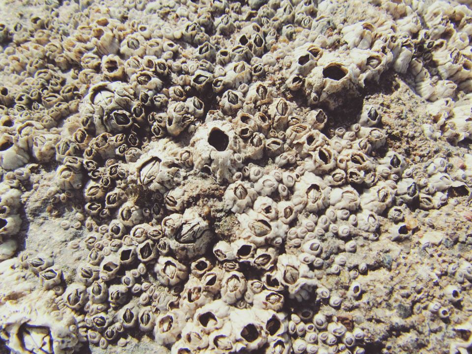 barnacles