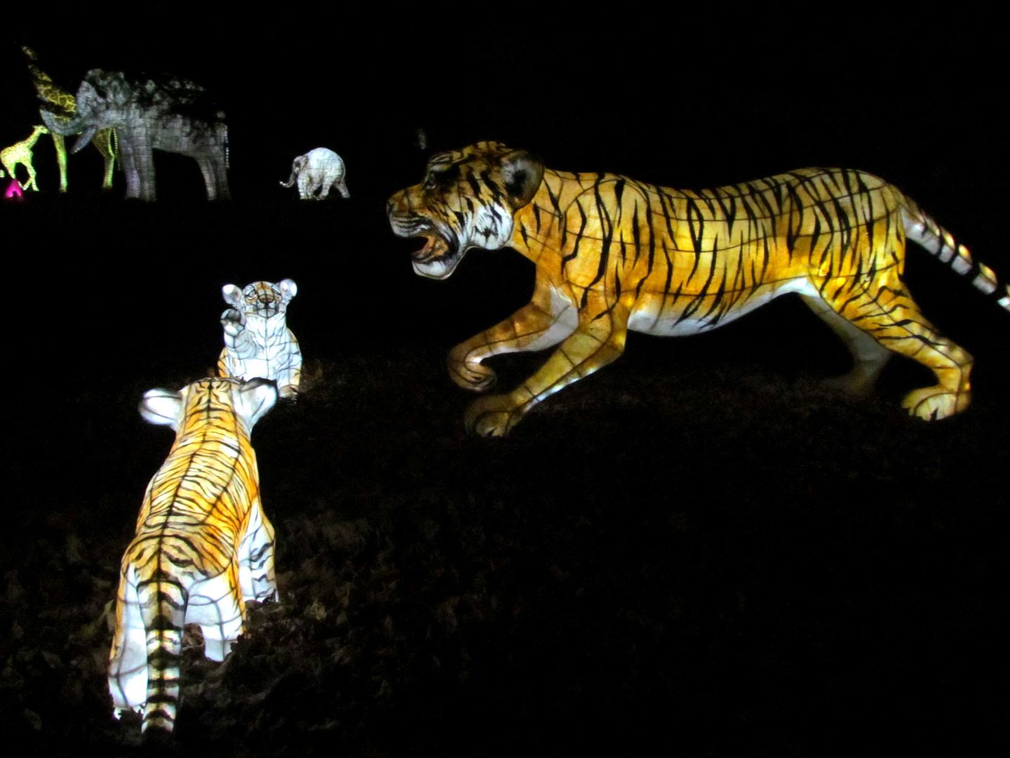 lantern tigers