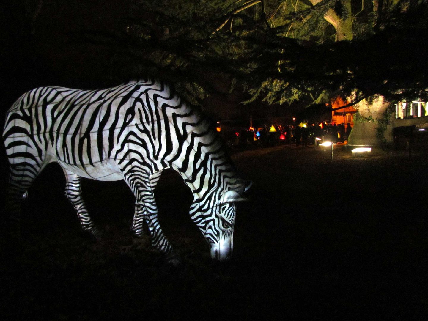 Zebra lantern