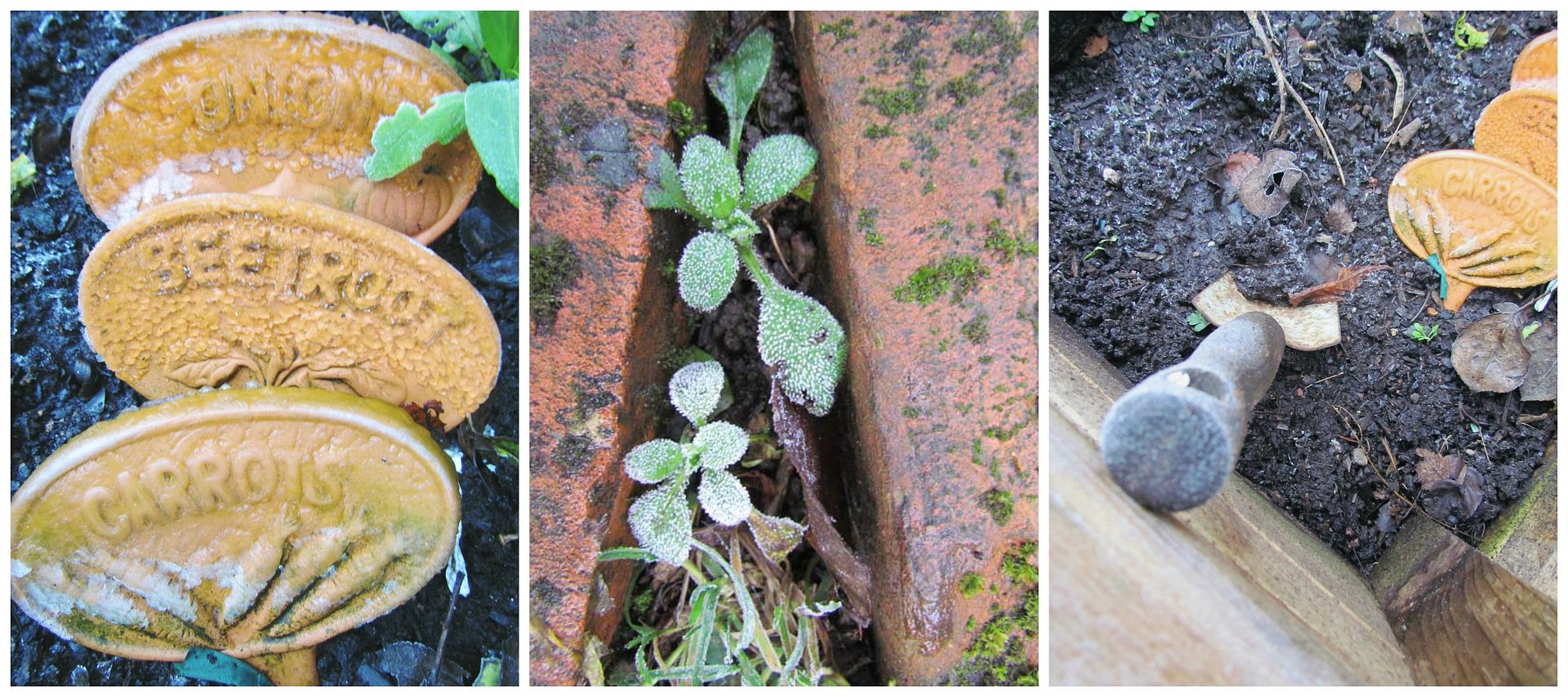 vegetable patch frost